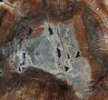 Colorful Petrified Wood Round - Madagascar #58815-3